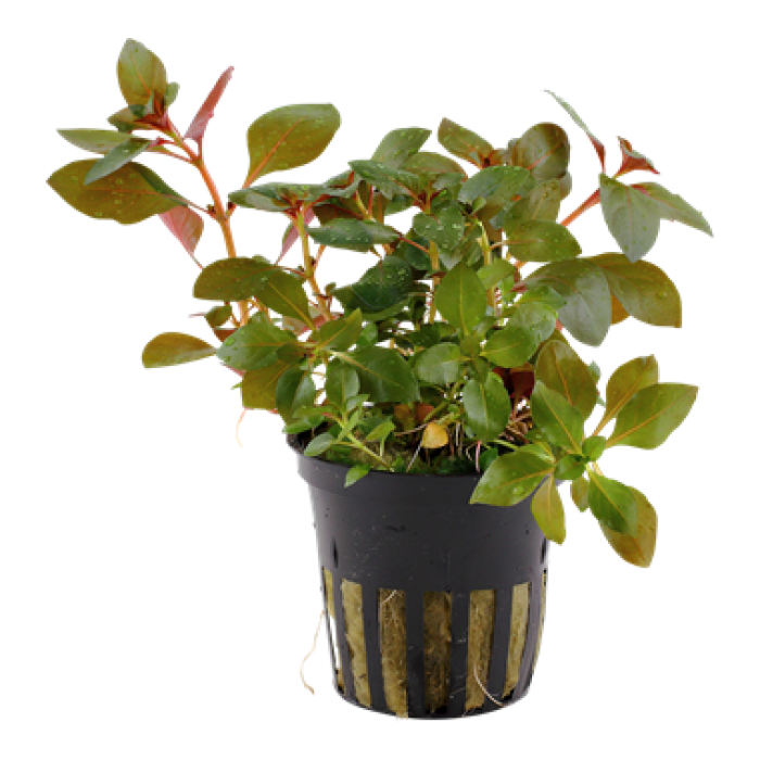 Tropica - Ludwigia repens 'Rubin'
