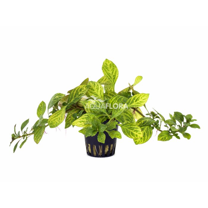 Ludwigia sp. 'Atlantis'