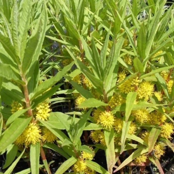 Lysimachia thyrsiflora