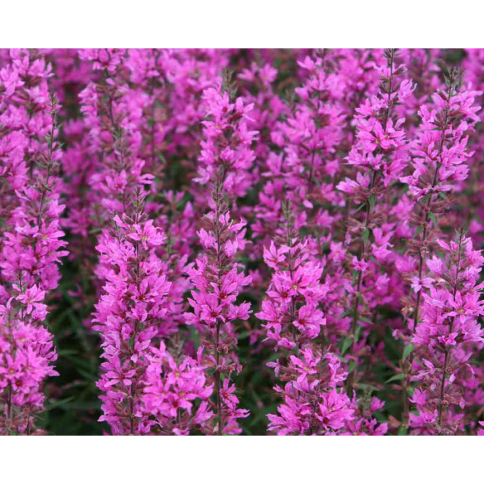 Lythrum salicaria