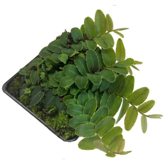 Marcgravia rectifolia