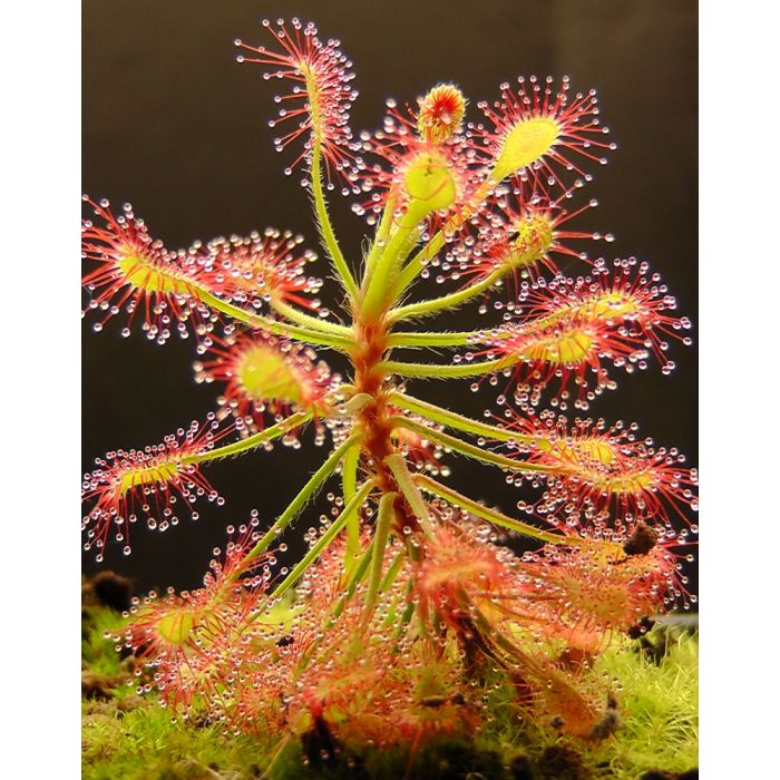 Pianta Carnivora Drosera Madagascariensis