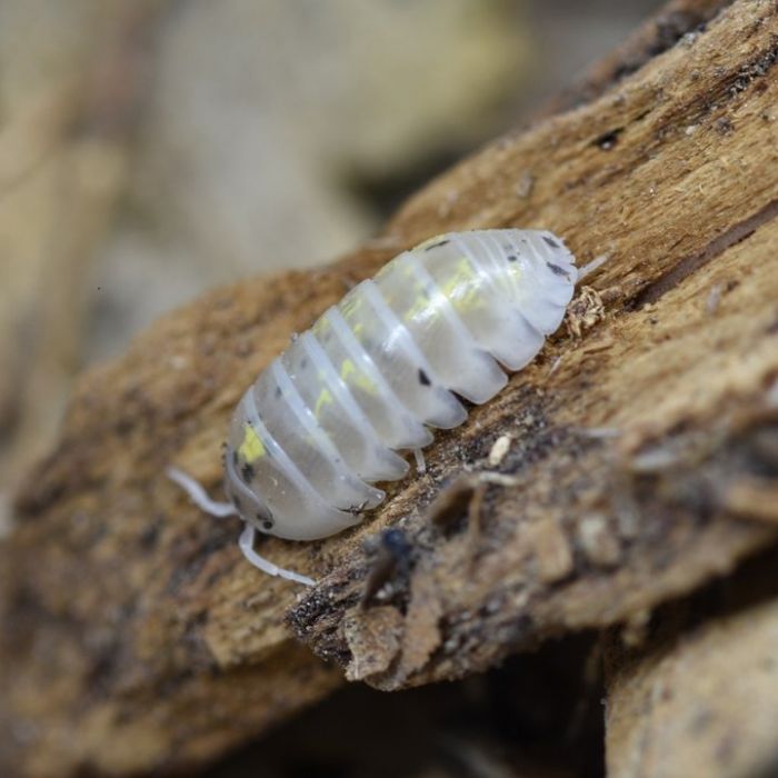 Armadillidium vulgare "Magic Potion"