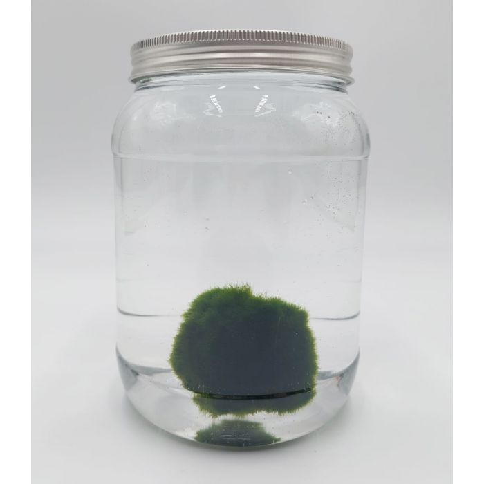 Marimo di 50 Anni