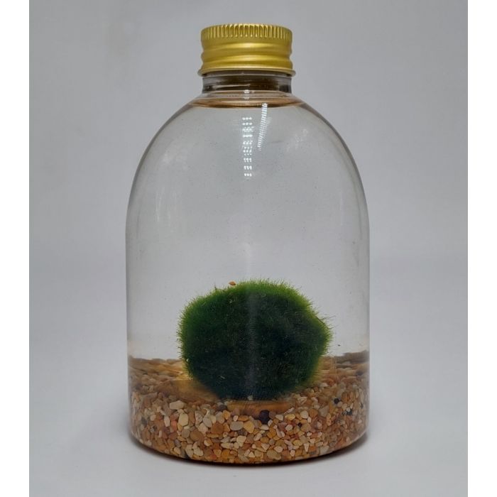 Marimo di 5 Anni su Fondale