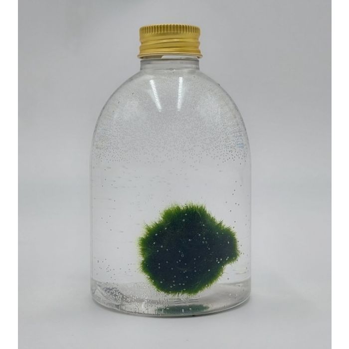 Marimo di 5 anni