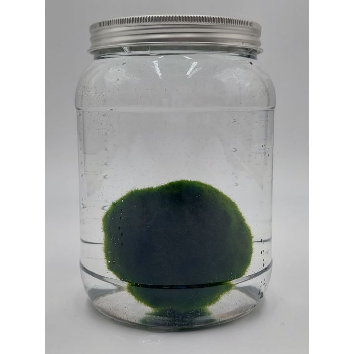 Marimo di 90 Anni