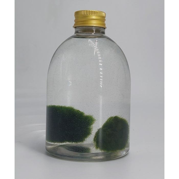 Coppia di Marimo di 5 Anni