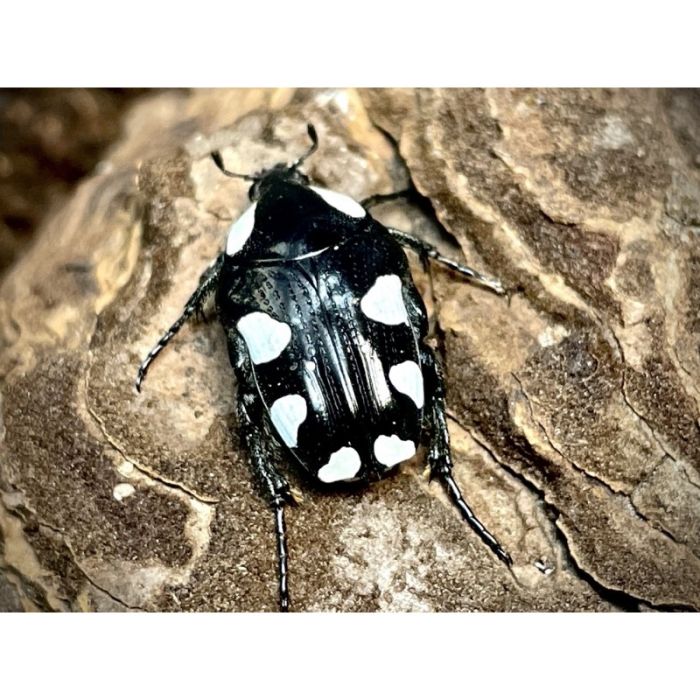 Mausoleopsis amabilis