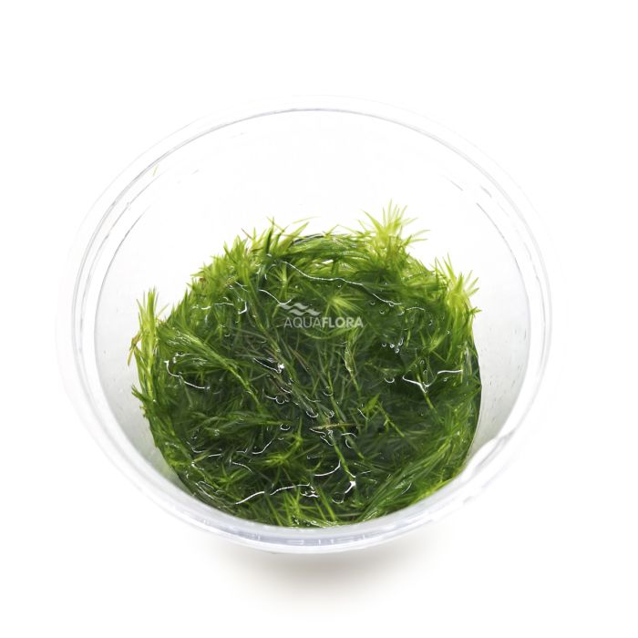 Aquaflora - Mayaca fluviatilis in vitro