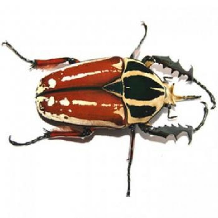 Larva di Mecynorrhina torquata ugandensis