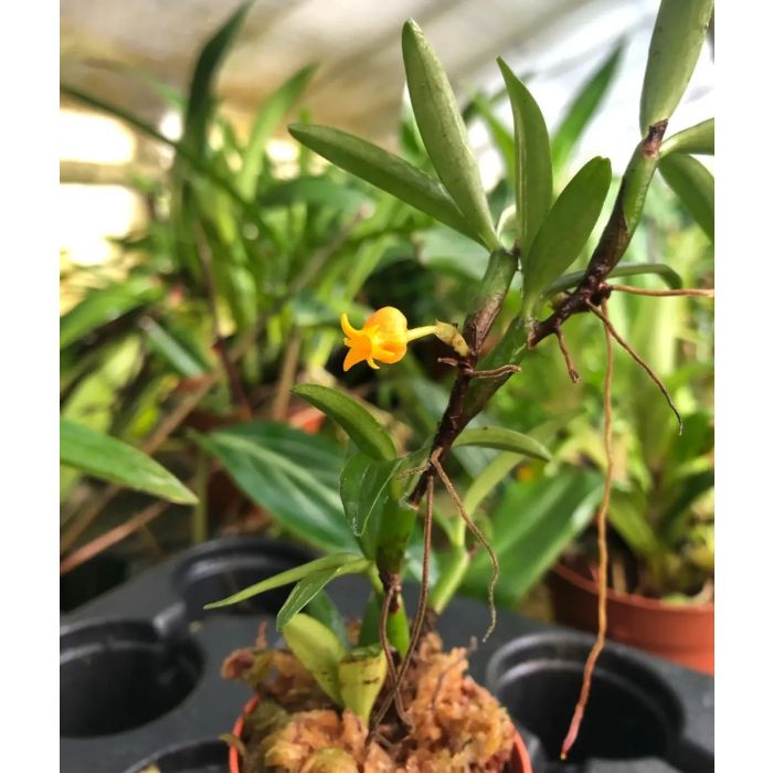 Mediocalcar umboiense - Piccola orchidea tropicale Rara