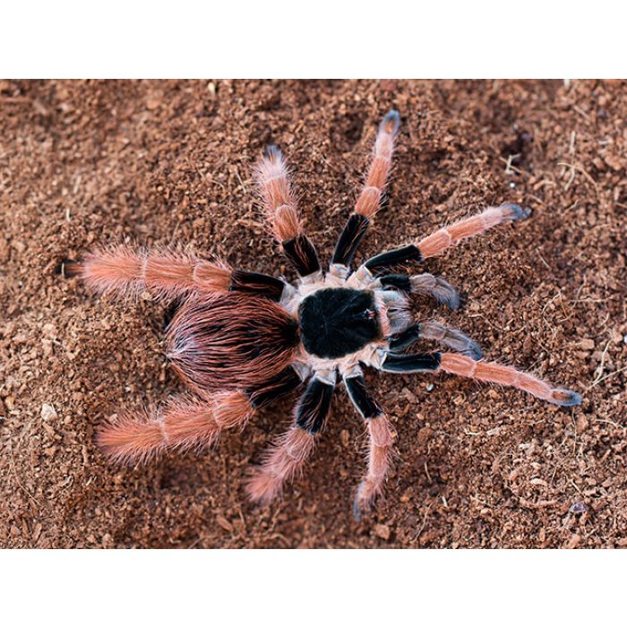 Megaphobema robustum