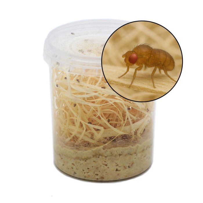 1/2 Litro Drosophila Melanogaster