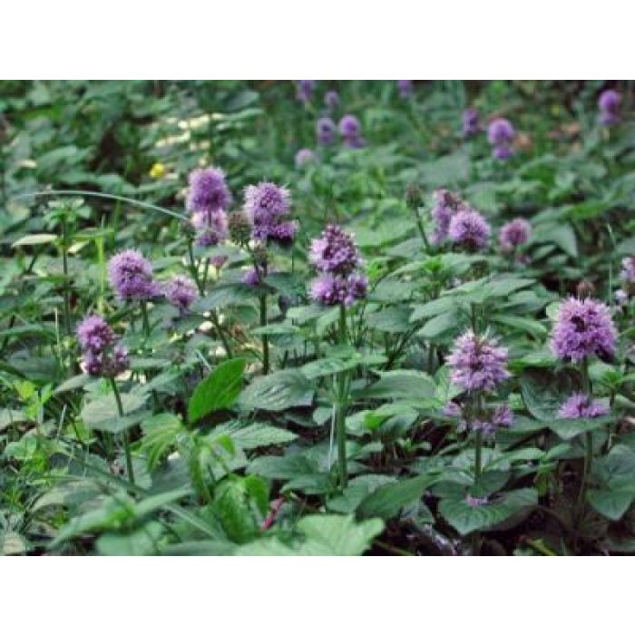 Mentha Aquatica