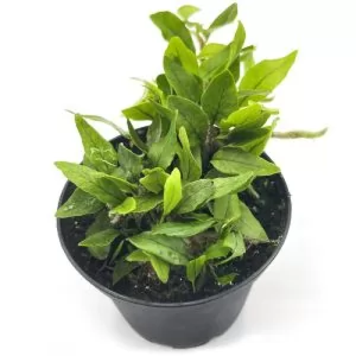 Microgramma vaccinifolia