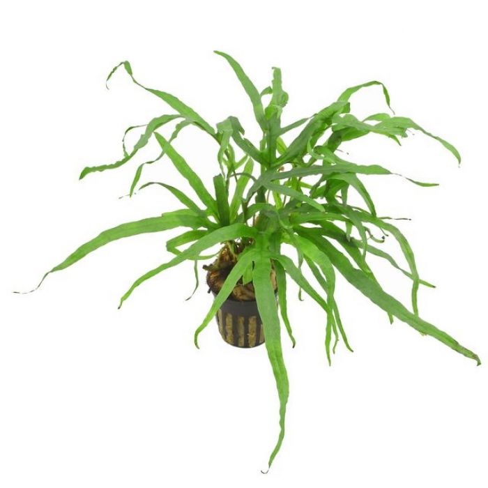 Microsorum Pteropus "Trident" Tropica