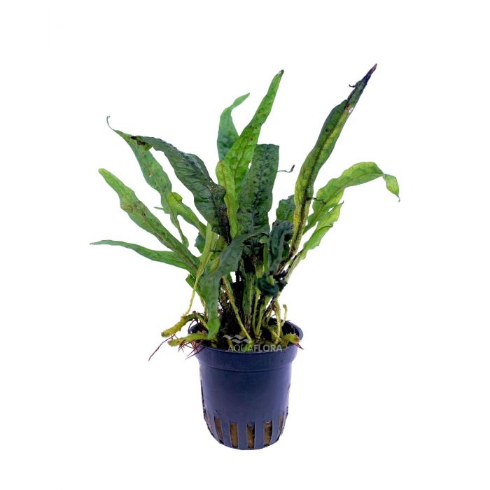 Microsorum sp. 'India'