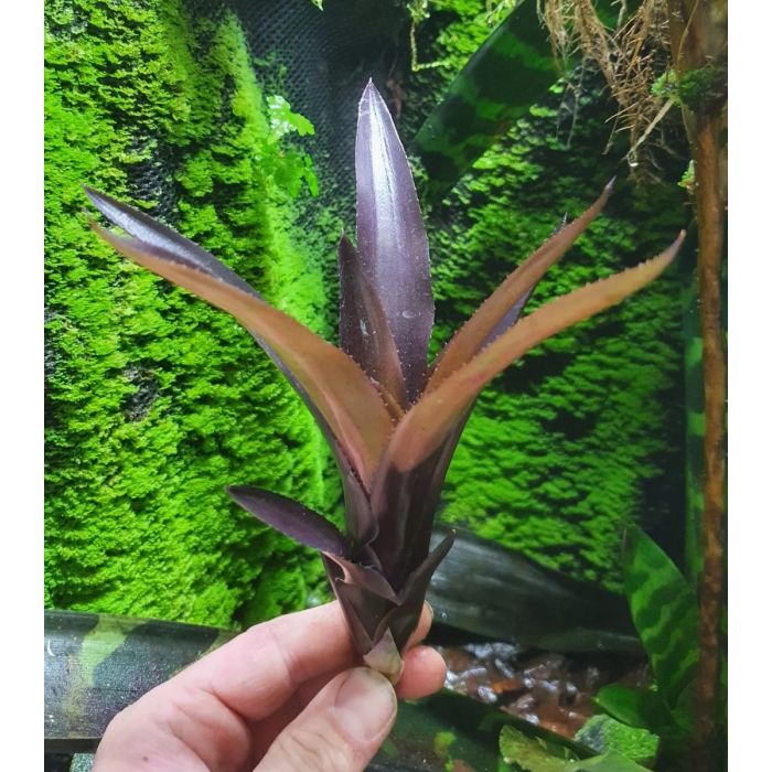 Neoregelia MIDAS