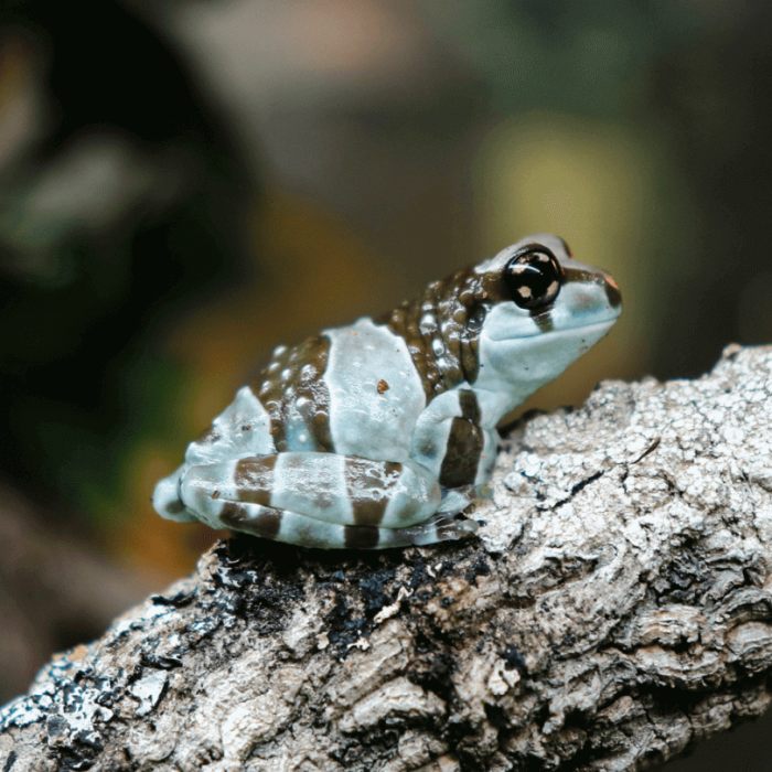 Trachycephalus resinifictrix - Milk frog
