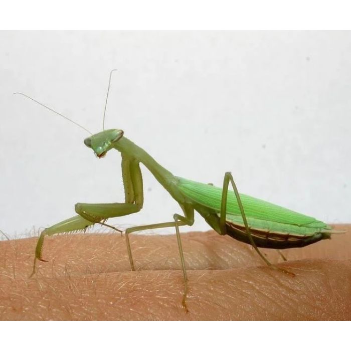 Miomantis paykullii