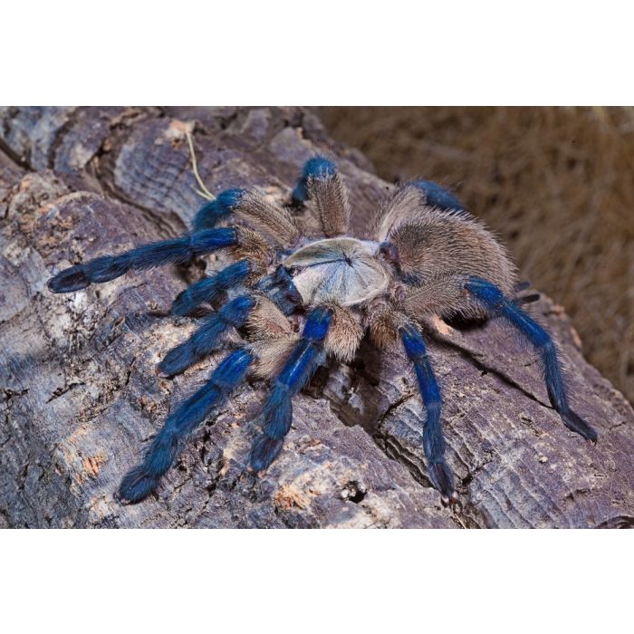Monocentropus balfouri