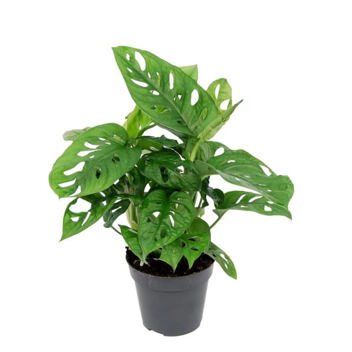 Monstera adansonii 15cm