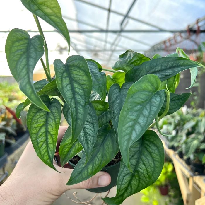 Monstera siltepecana