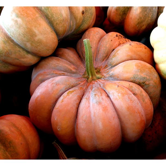 Semi Zucca Moscade De Provence