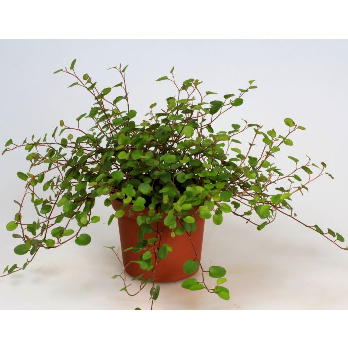 Muehlenbeckia Complexa