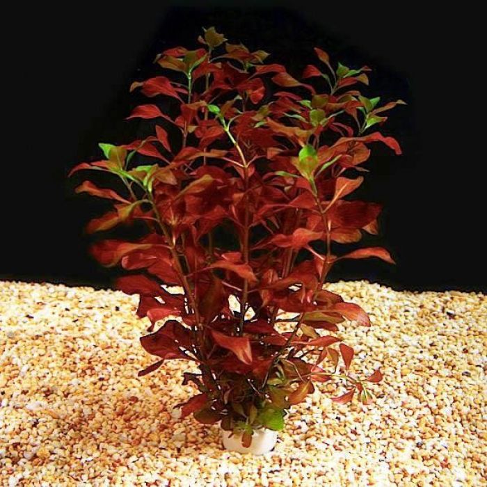 Ludwigia Mullertii