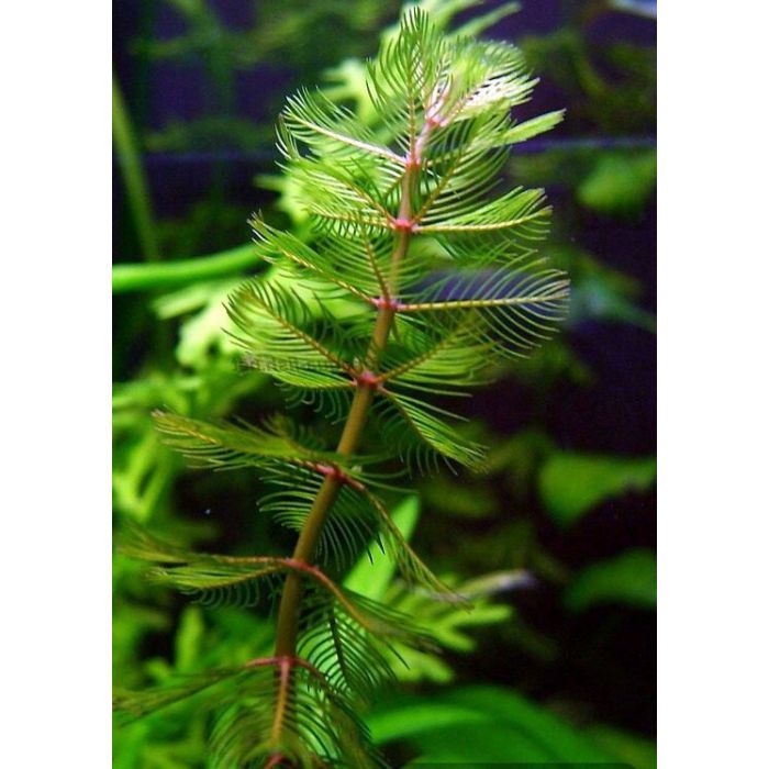 Myriophyllum Spicatum