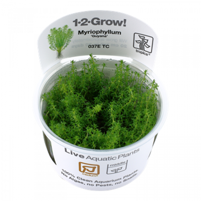 Tropica Myriophyllum 'Guyana' 1-2-Grow!