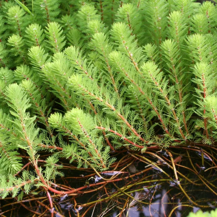Myriophyllum rubricaule