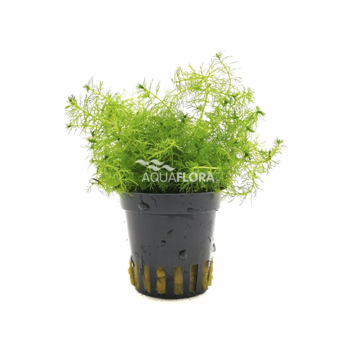 Myriophyllum sp. 'Guyana'