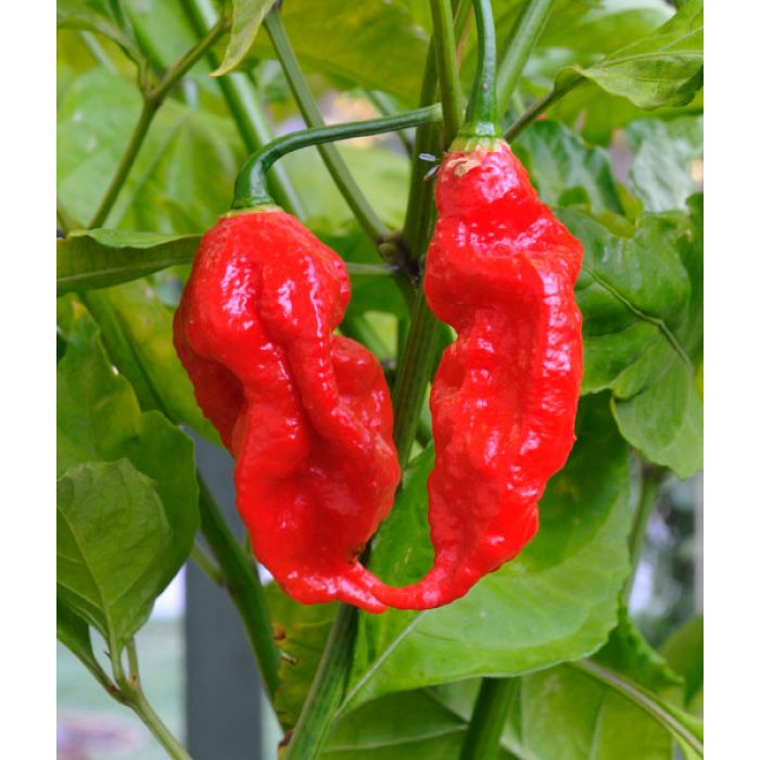 Pianta Di Peperoncino Naga Morich