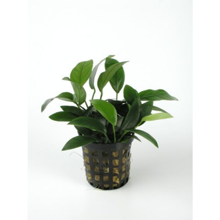 Anubias Nana  Bonsai