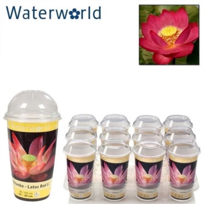 Nelumbo nucifera "Red Li" - Fior di loto