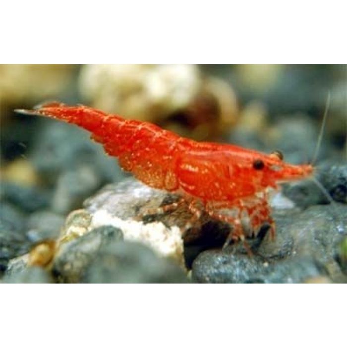 Neocaridina Davidi Red Cherry - 5 esemplari