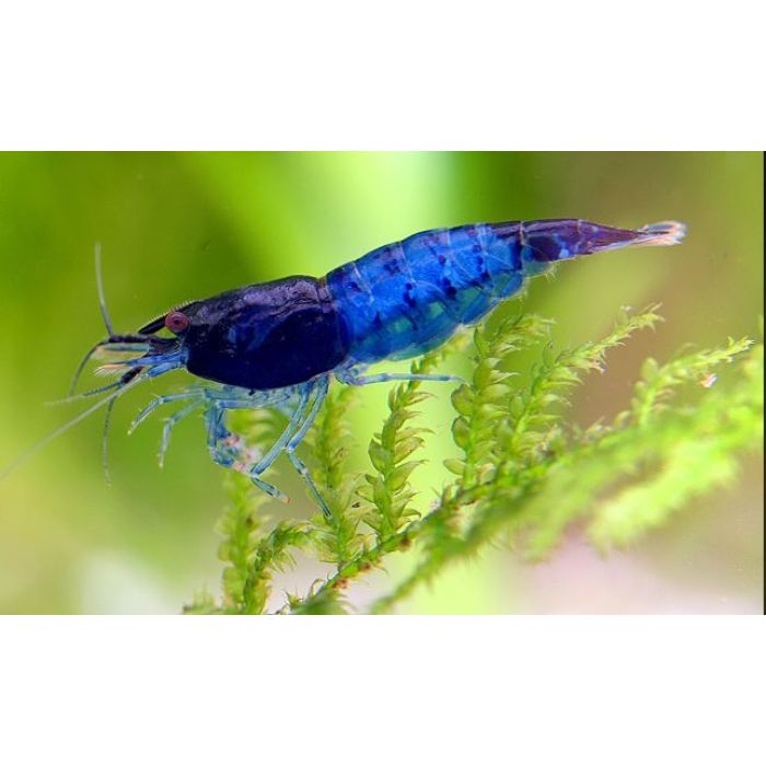 Neocaridina davidi Rili blue - 2 esemplari