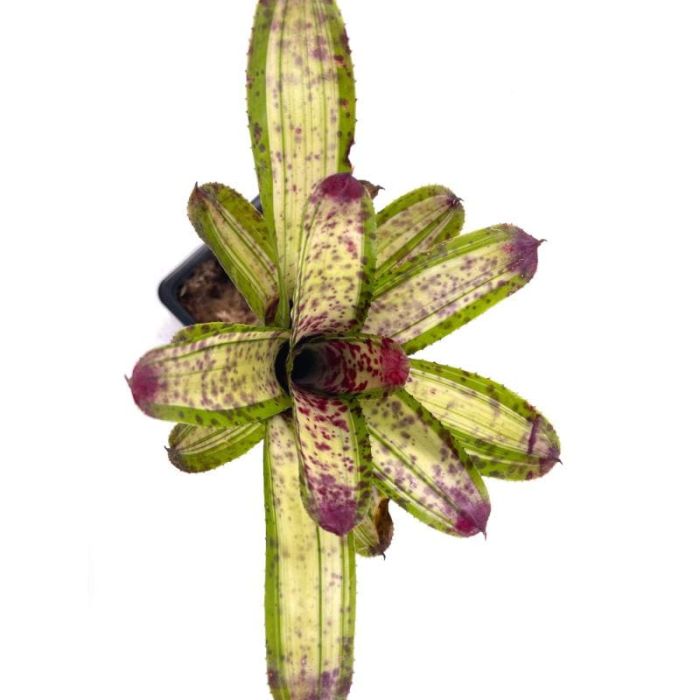 Neoregelia chrissi