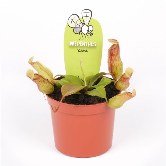 Pianta Carnivora Nepenthes Gaya