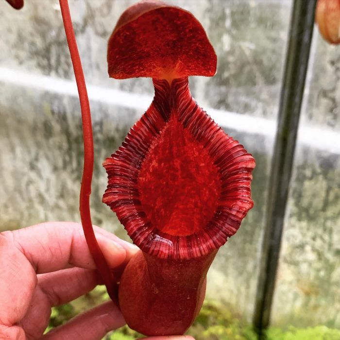 Pianta Carnivora Nepenthes Lowii x ventricosa