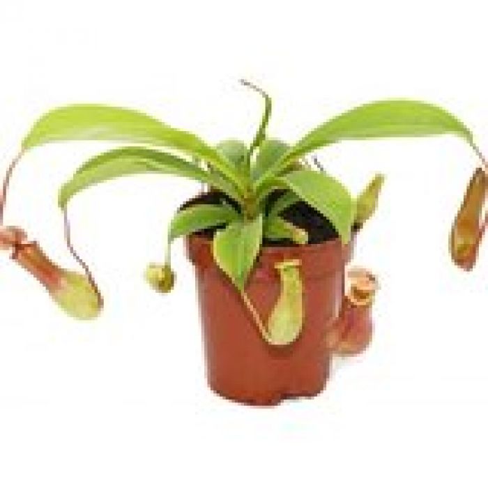 Pianta Carnivora Nepenthes Ventrata