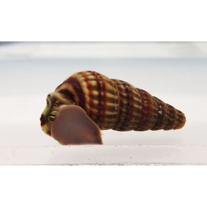 Lumaca Neritina sp. Snail King - 4 esemplari