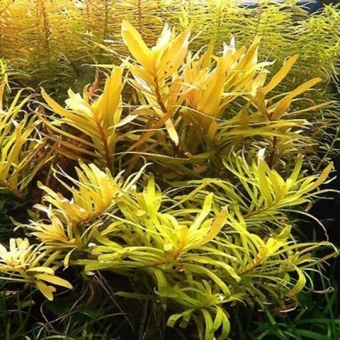 Nesaea pedicellata 'Gold'