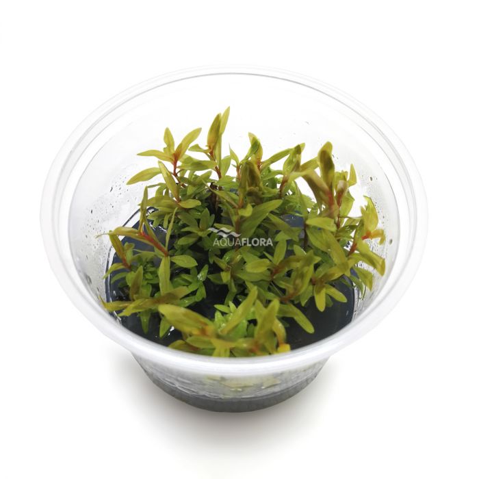 Nesaea pedicellata 'Golden' in vitro