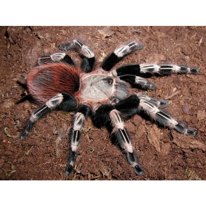 Nhandu chromatus