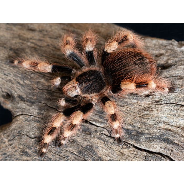 Nhandu coloratovillosus