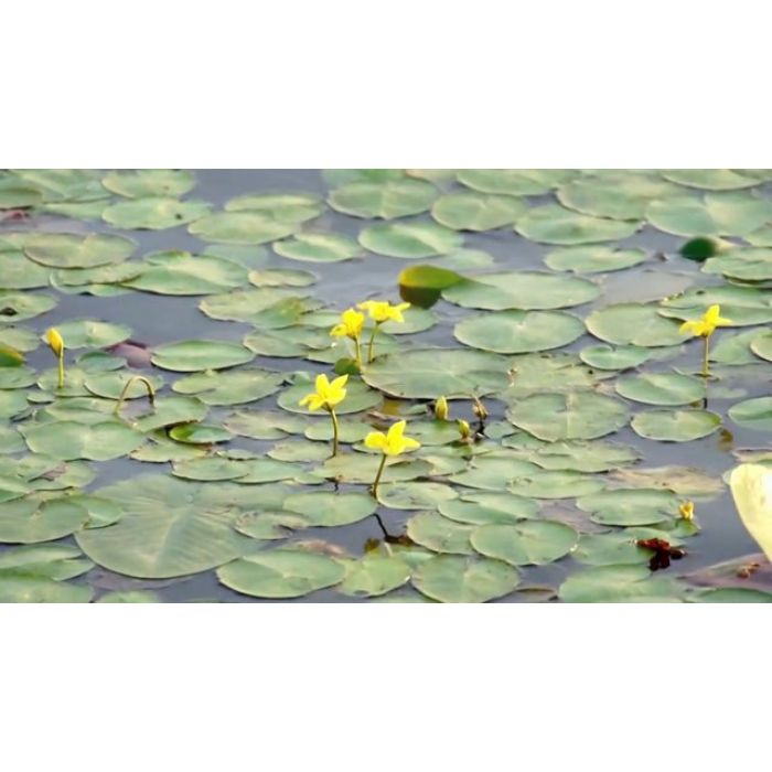 Nymphoides Peltata